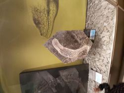 Museo Civico Milano (13)